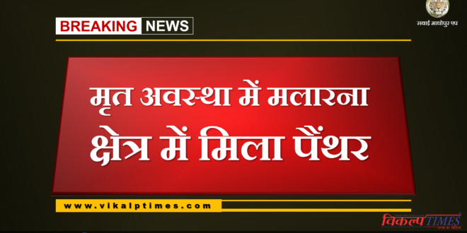 Panther found in Malarna region in dead state Ranthambore Sawai Madhopur