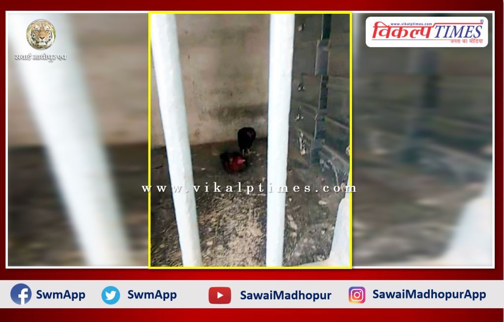 Two cocks are locked in the police station as cockfight evidence khammam telangana 2