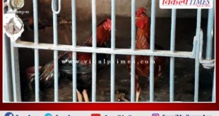 Two cocks are locked in the police station as cockfight evidence khammam telangana