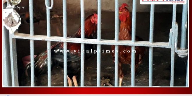 Two cocks are locked in the police station as cockfight evidence khammam telangana