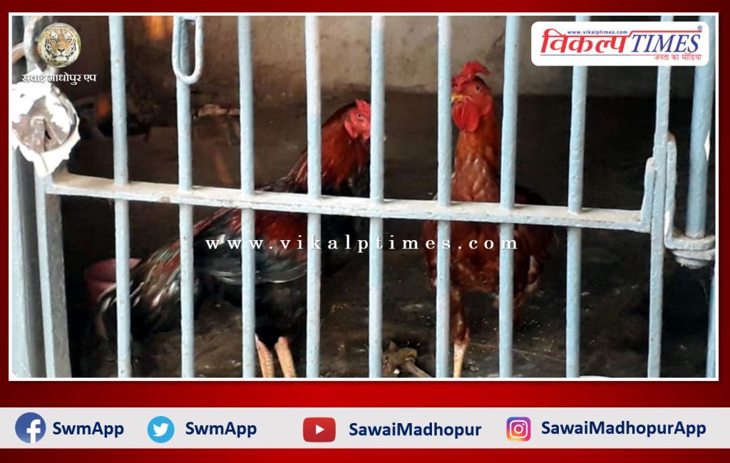 Two cocks are locked in the police station as cockfight evidence khammam telangana