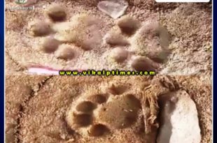 villagers fear from tiger and panther in khandar Sawai Madhopur