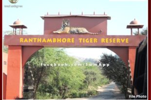 15 tourist vehicles banned in Ranthambore national park