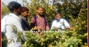 Agricultural officials told the method of cutting and pruning of guava in Sawai madhopur