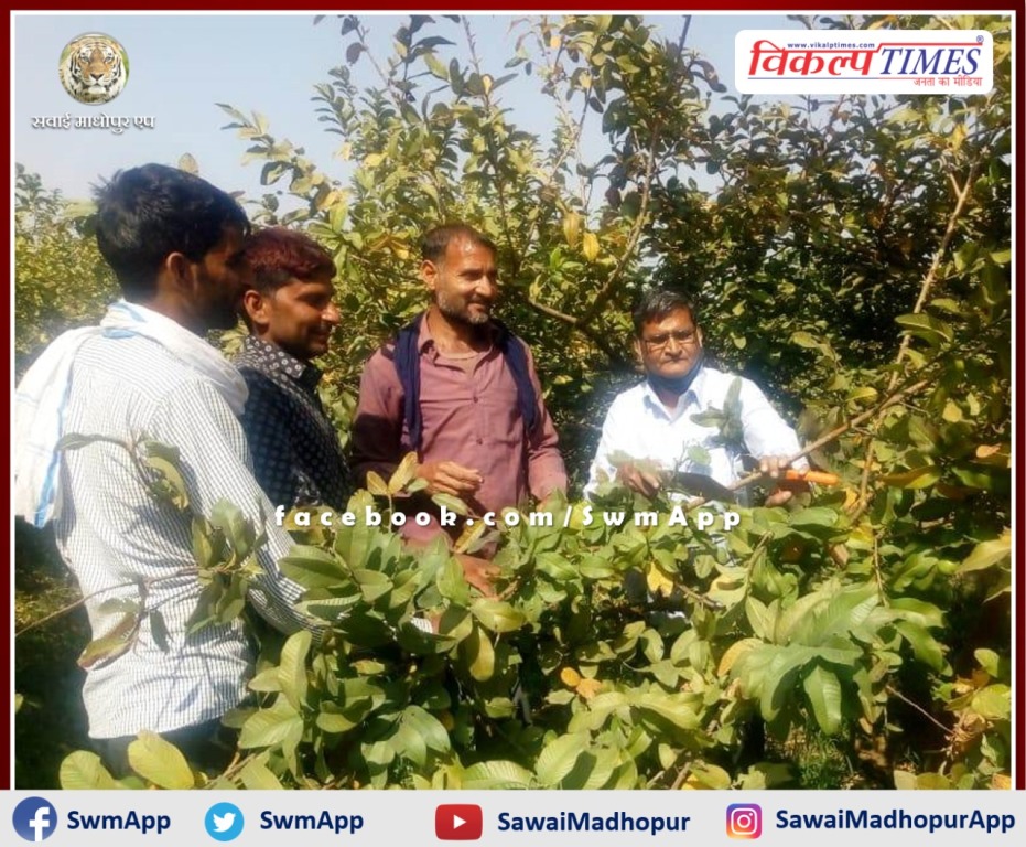 Agricultural officials told the method of cutting and pruning of guava in Sawai madhopur