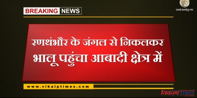 Bear came in populated area from the forest of Ranthambore