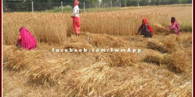 Disappointment on the faces of farmers due weather change