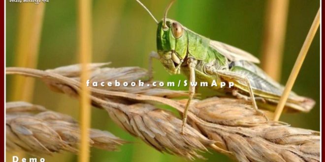 One day workshop organized on locust control