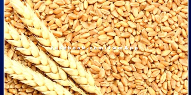 Wheat will be procured on MSP at 5 centers in the district from April 1 in Sawai madhopur