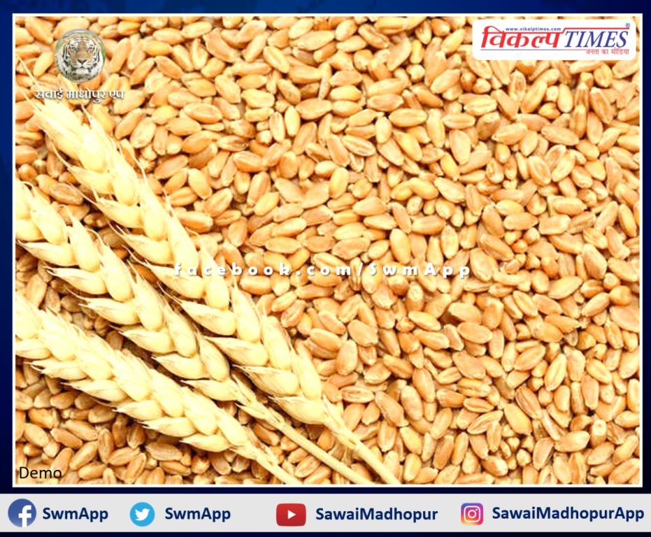 Wheat will be procured on MSP at 5 centers in the district from April 1 in Sawai madhopur