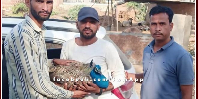 Youth Saved life of injured peacock in Sawai madhopur