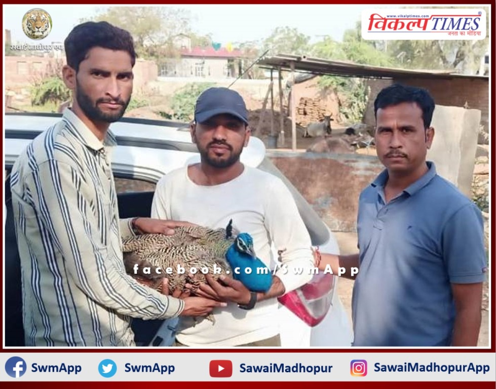 Youth Saved life of injured peacock in Sawai madhopur