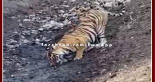 tigress digging land for water in ranthambore national park Sawai madhopur