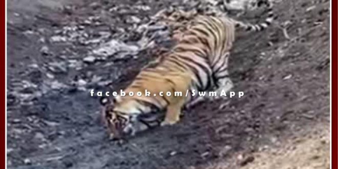 tigress digging land for water in ranthambore national park Sawai madhopur