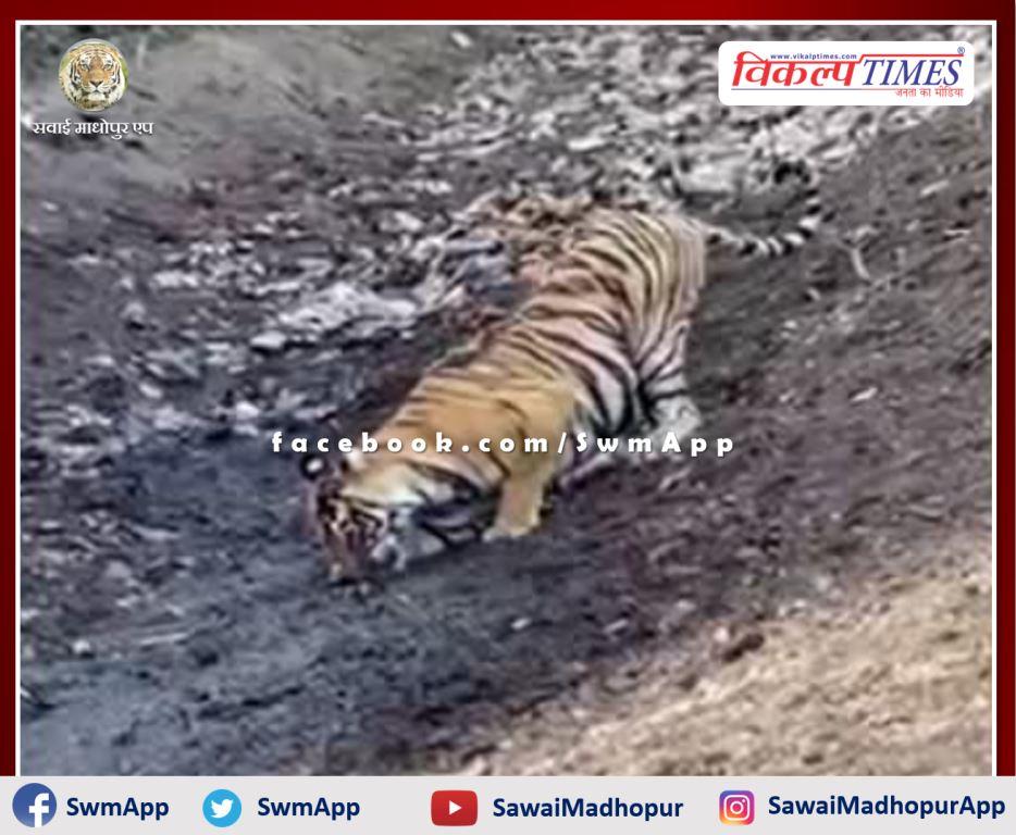 tigress digging land for water in ranthambore national park Sawai madhopur