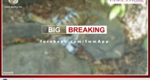 Big news from Ranthambore, Tigress T-60's cub found dead