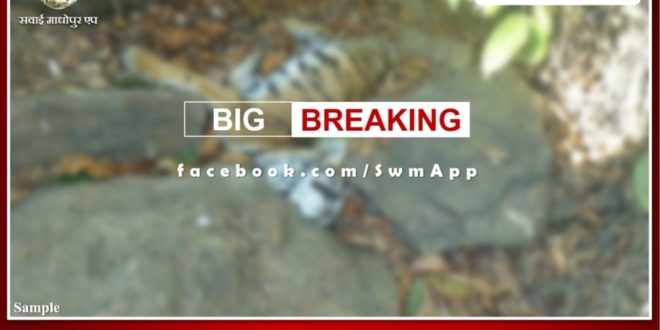 Big news from Ranthambore, Tigress T-60's cub found dead
