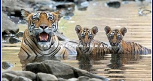 News from Ranthambore National Park, tigress T-114 gives birth to 2 cubs