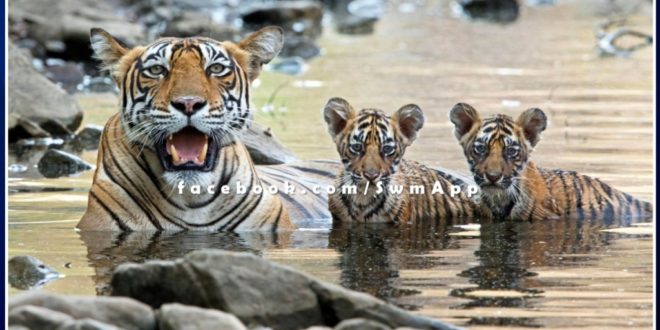 News from Ranthambore National Park, tigress T-114 gives birth to 2 cubs