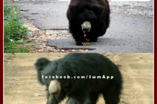 People panic by the movement of the bear in khandar Sawai Madhopur