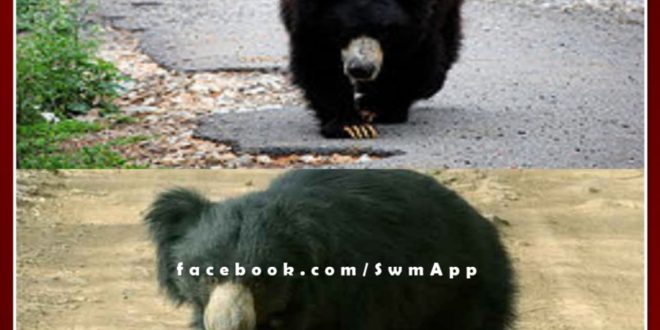 People panic by the movement of the bear in khandar Sawai Madhopur