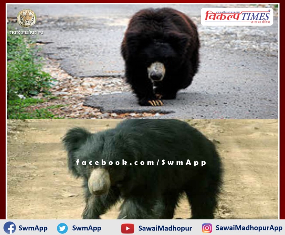 People panic by the movement of the bear in khandar Sawai Madhopur