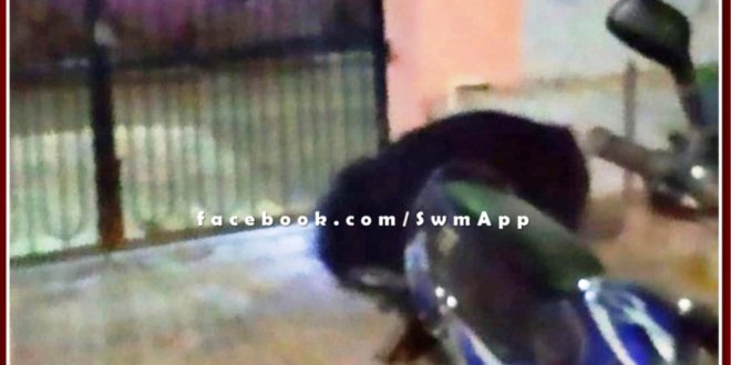 Terror of bears in khandar sawai madhopur