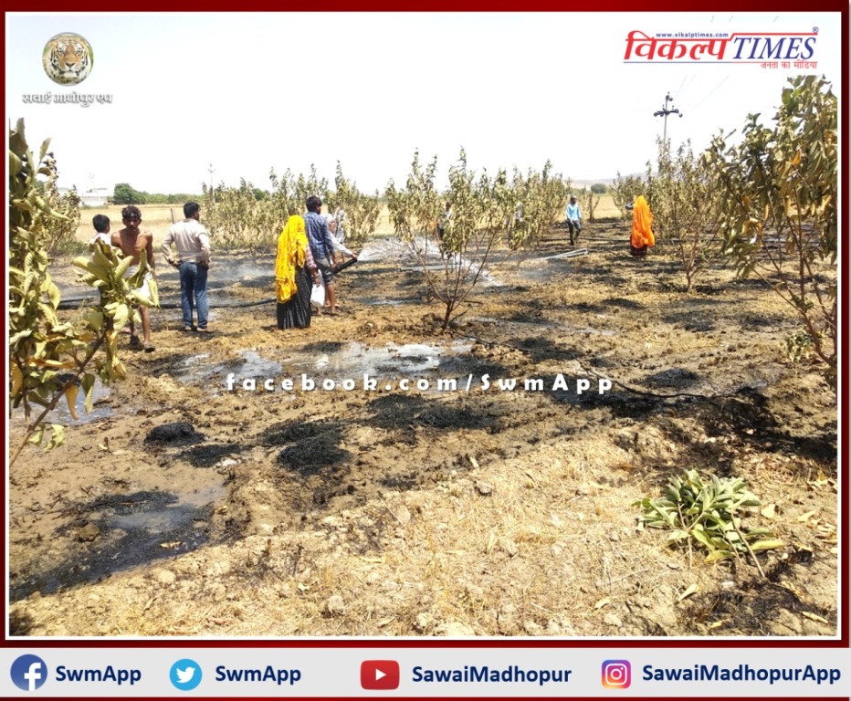 Wheat crop burnt to ashes in sawai madhopur