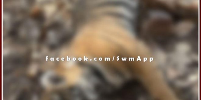 Bad news from Ranthambore national park, Female cub killed in territorial fight