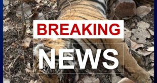 Case of death of tigress T-102 cub in ranthambore, covid report of cub came negative