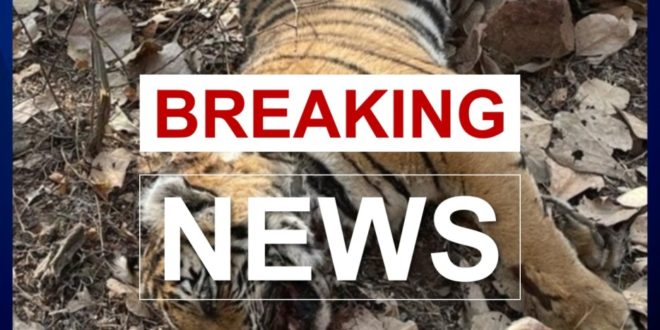 Case of death of tigress T-102 cub in ranthambore, covid report of cub came negative