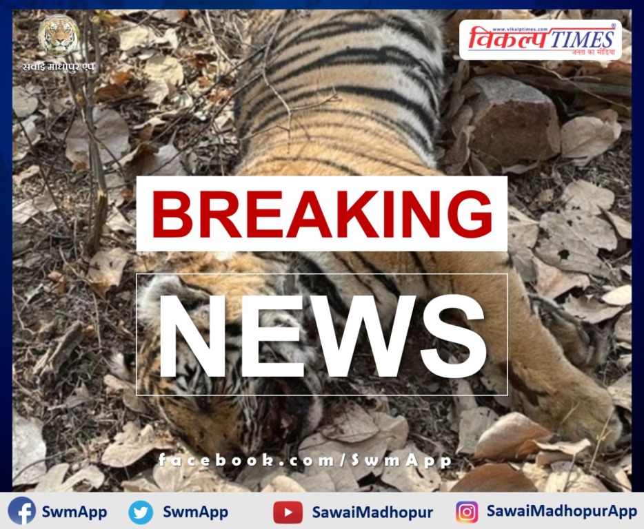 Case of death of tigress T-102 cub in ranthambore, covid report of cub came negative
