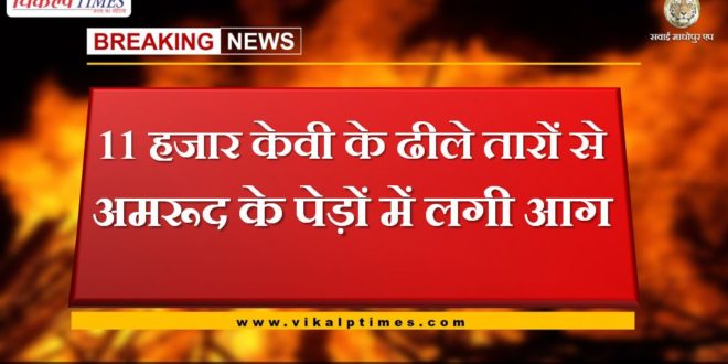 fire in guava trees due to loose wire of 11 kv line in khandar sawai madhopur