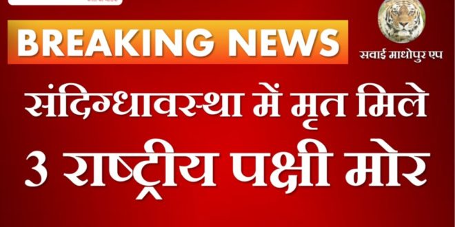 3 national birds peacock found dead in suspicious condition in chauth ka barwada sawai madhopur