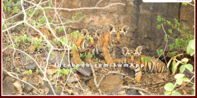 Good news for wildlife lovers. Tigress T-111 was seen with 4 cubs in Ranthambore forest area