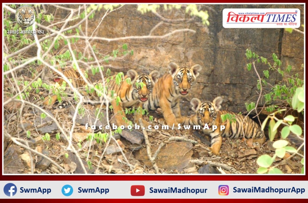 Good news for wildlife lovers. Tigress T-111 was seen with 4 cubs in Ranthambore forest area