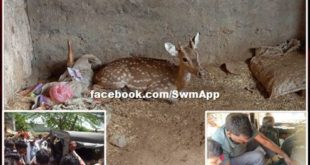 Swans attacked chital, life saved with the help of villagers
