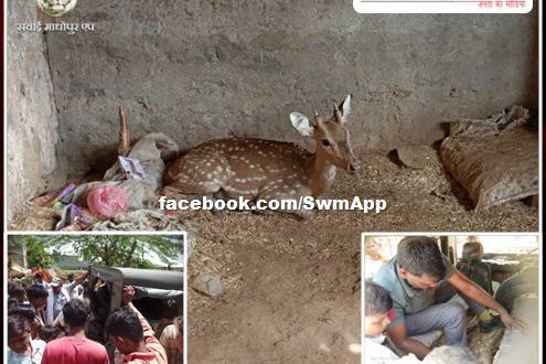 Swans attacked chital, life saved with the help of villagers