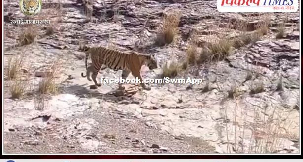 Tigress Arrowhead and her tigress daughter Riddhi were seen on the last day of the tourism season in ranthambore