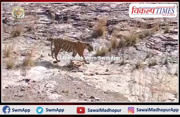 Tigress Arrowhead and her tigress daughter Riddhi were seen on the last day of the tourism season in ranthambore