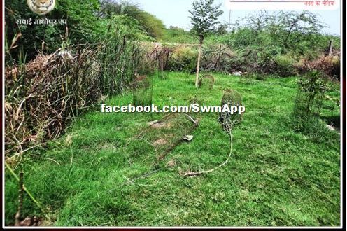 Uprooted green trees and broke tree guards outside the district transport office