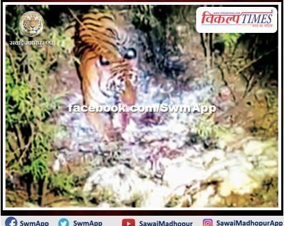 Video of Tiger eating dead chicken on the roadside is fiercely viral on social media
