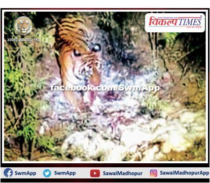 Video of Tiger eating dead chicken on the roadside is fiercely viral on social media