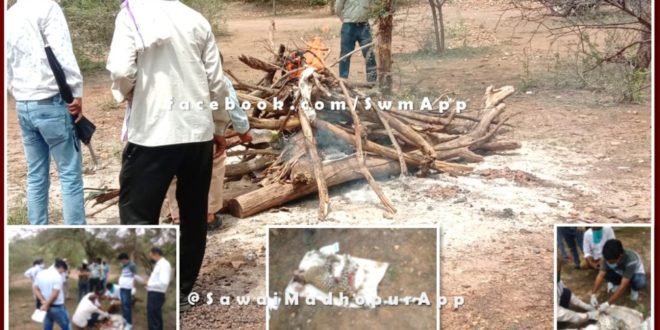 dead body of a panther cub found in the forest area of ​​Ranthambore's Phalodi range