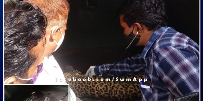 female panther fell into the dry well. rescued and left in the forest Ranthambore