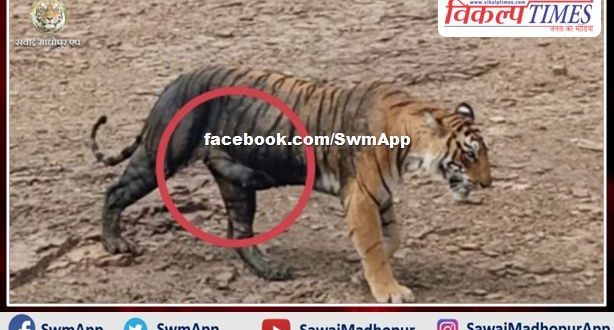 Good news for wildlife lovers. Tigress Arrowhead spotted with 2 cubs in ranthambore