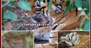 Good news from Ranthambore, Tigress Arrowhead got freedom from Sehi's thorn