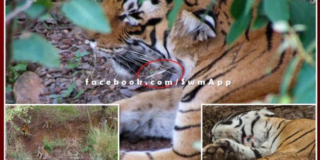 Good news from Ranthambore, Tigress Arrowhead got freedom from Sehi's thorn
