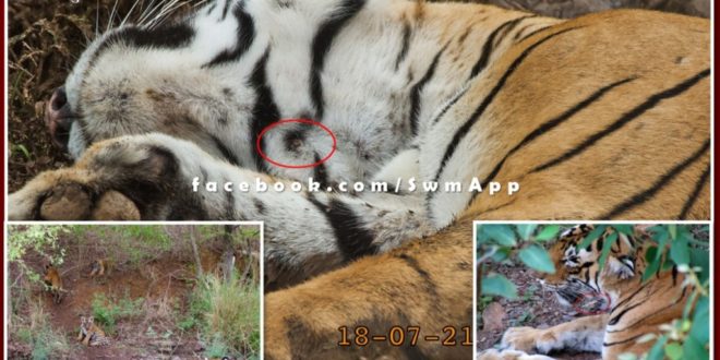 Good news from ranthambore national park, tigress Arrowhead got freedom from Sehi's thorn