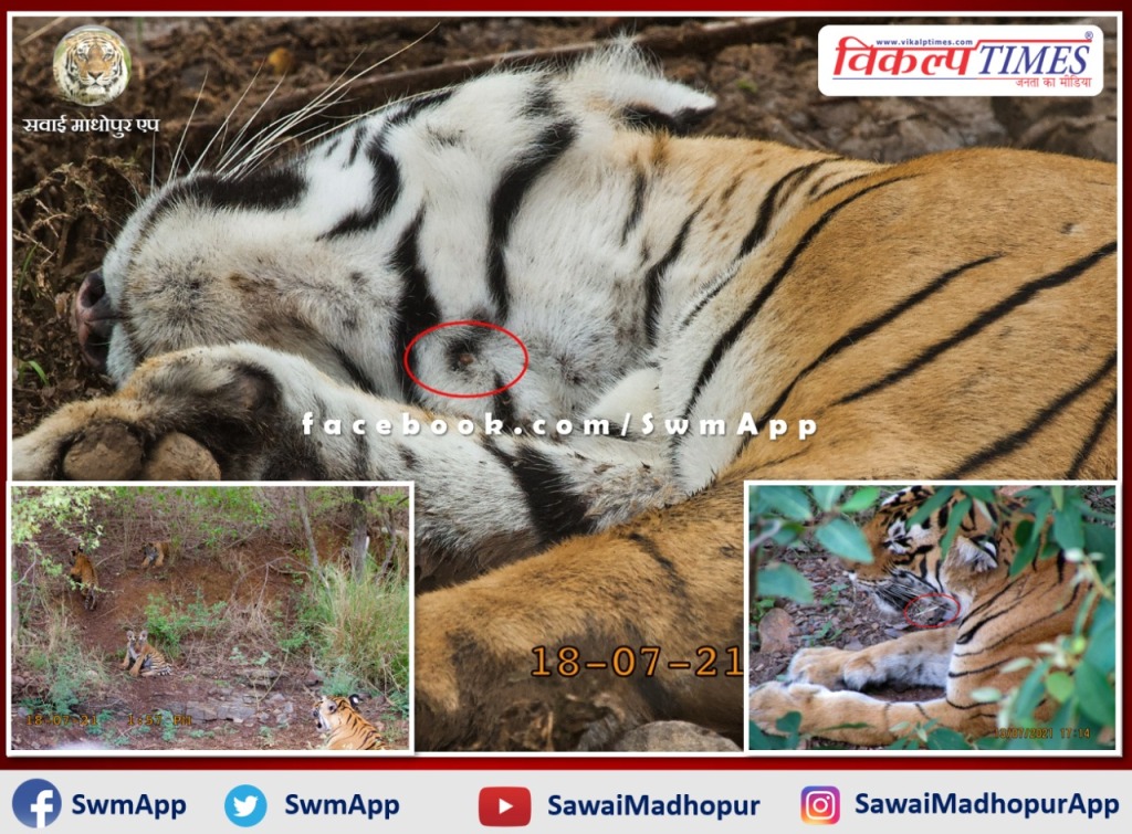 Good news from ranthambore national park, tigress Arrowhead got freedom from Sehi's thorn